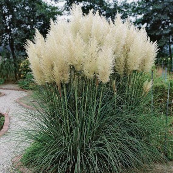 image CORTADERIA selloana- пампаска трева, бяла  (3055)